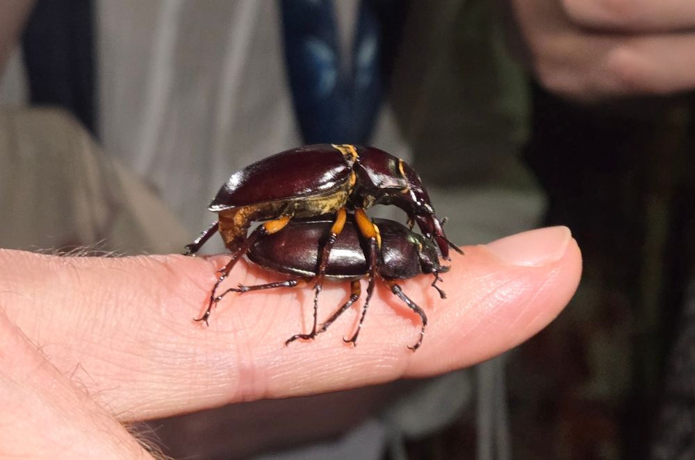 The beetles, now mating. They're Reddish-brown Stag Beetles, and are a shiny reddish brown in color. The male's femurs and phallus are golden yellow. His mandibles are much larger than hers, and he's reaching down, not quite grasping her head with them. At times, he did actually grab her.