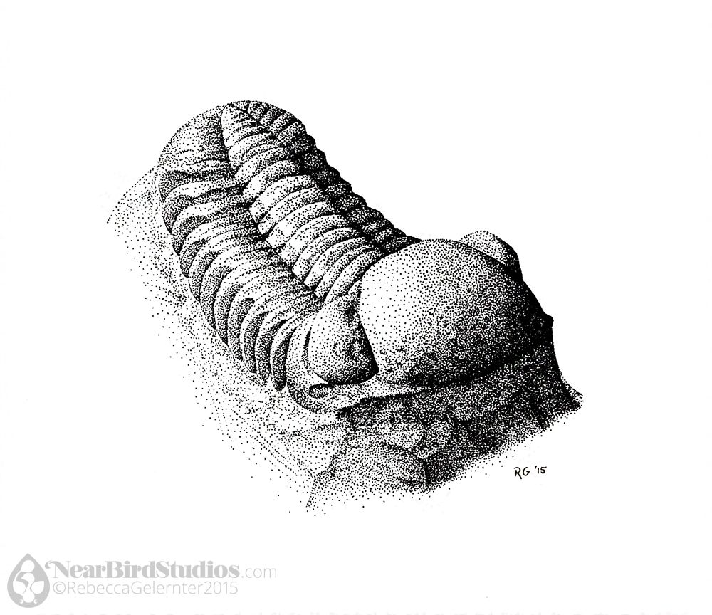 A stippled ink illustration of a fossil of a Phacops trilobite. It's an animal with a very rounded first segment and large eyes, and it's curved upward a bit on its matrix like a banana.