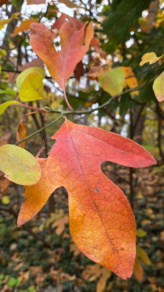 An orange sassafras leaf with some less colorful neighbors.