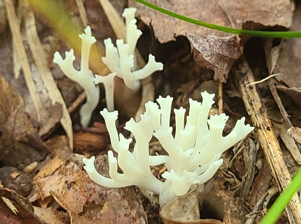 Coral fungus sp. Little whitish fungi with a structure like branching coral. The tips of each upswept branch have small projections like castle parapets.