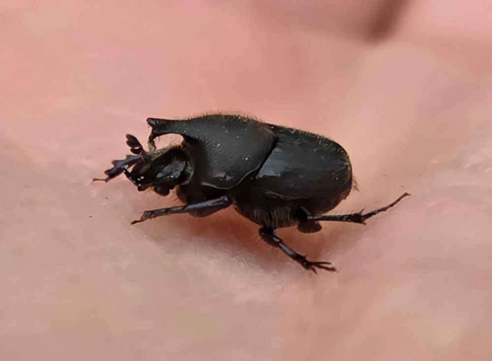 A small, matte black beetle in my hand, side view. He's quite round overall, and his most distinguishing feature is a projection from his thorax that reaches forward above his head.