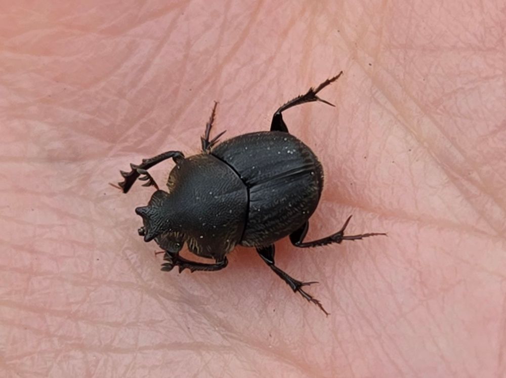 The same beetle from the top. From this angle, you can see his scarab-y antennae, and it's clear that the projection from his thorax above his head has two points.