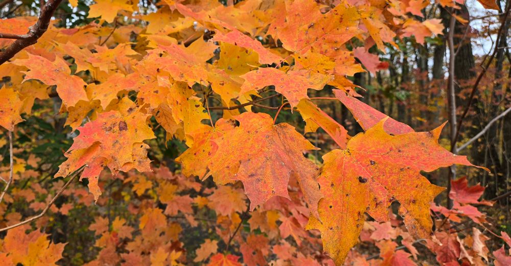 Yellow-orange maple leaves. Sugar or Norway, I'm not sure.