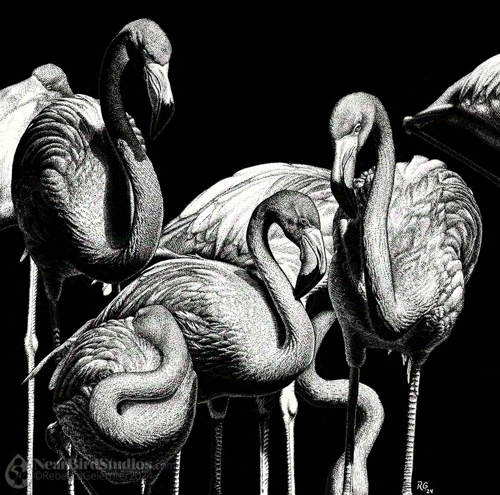Scratchboard illustration of seven American Flamingos.