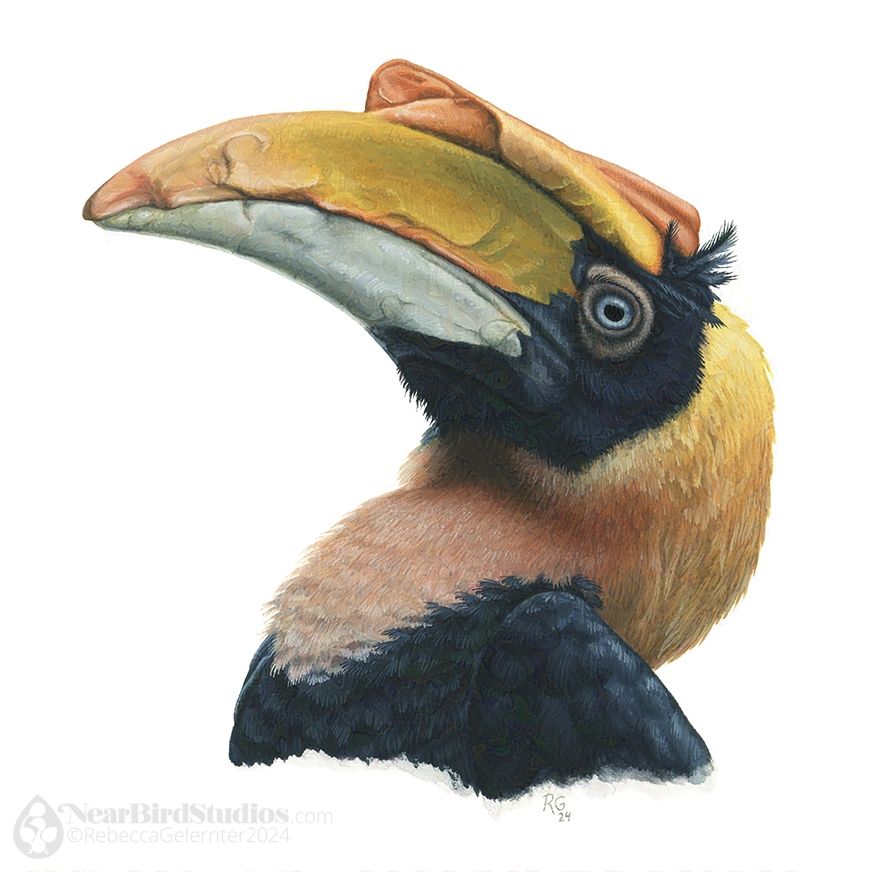 Portrait of a female Great Hornbill, a large bird, down to the upper chest. Her beak is huge, with a yellow-to-orange maxilla and damaged casque and a pale blue-grey mandible. She has a black mask covering her face and the base of her bill. Her eye is silvery and has nice lashes. Her neck shades from yellow through raw sienna to a pale burnt sienna, and her body feathers and the top of her wing are black.