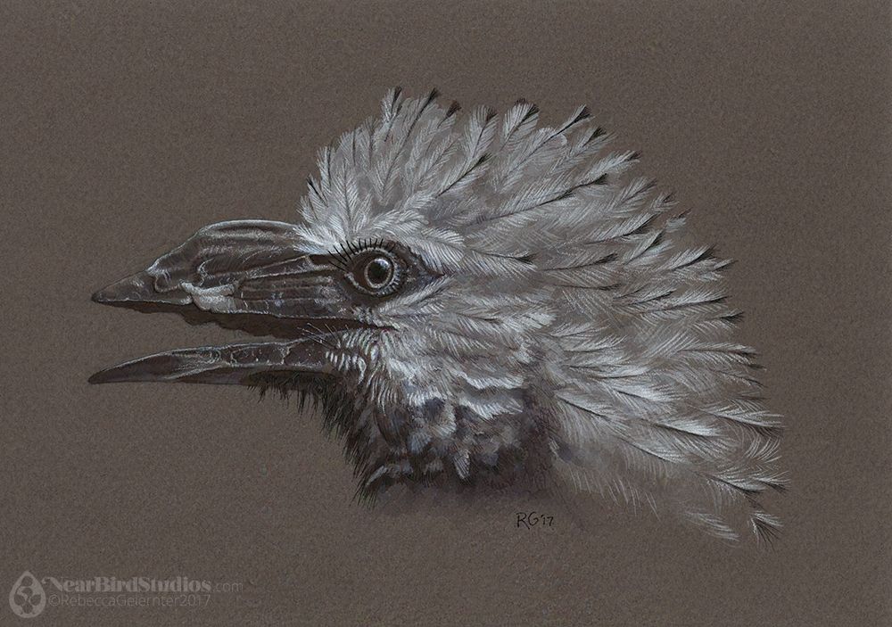Portrait illustration of a White-crested Hornbill on dark brown paper, mostly in white pencil and water-soluble pen. The bird has a flaking beak with a small casque and a floofy white crest.