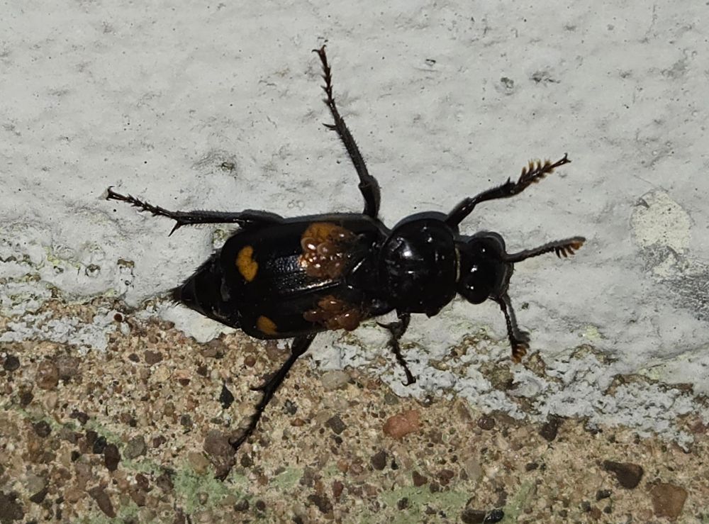 Beetle and friends again, this time climbing on a wall. The mites are gathered on the frontmost two of the beetle's orange spots.