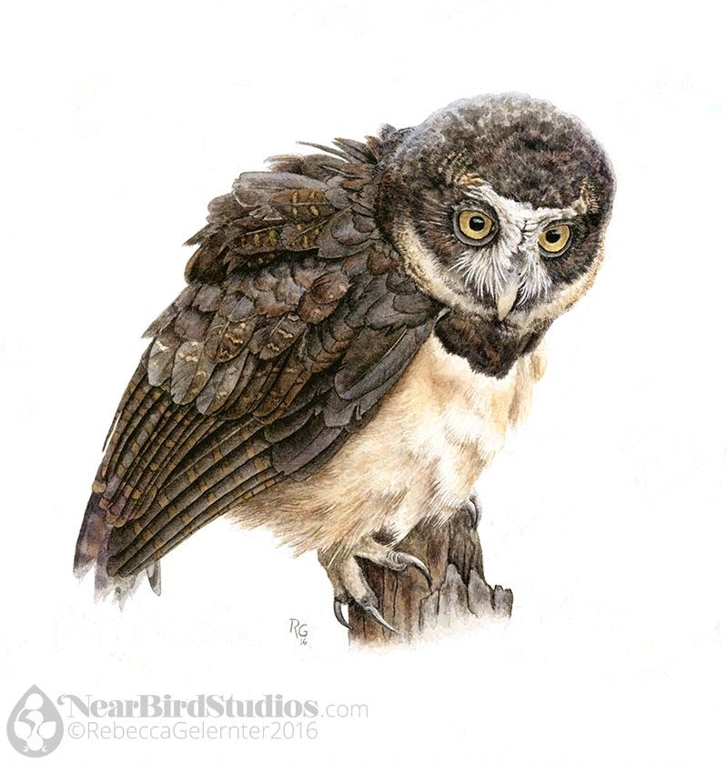 Watercolor painting of a Spectacled Owl. He's dark brown on top and cream below, with bright yellow eyes and a white X on his face.