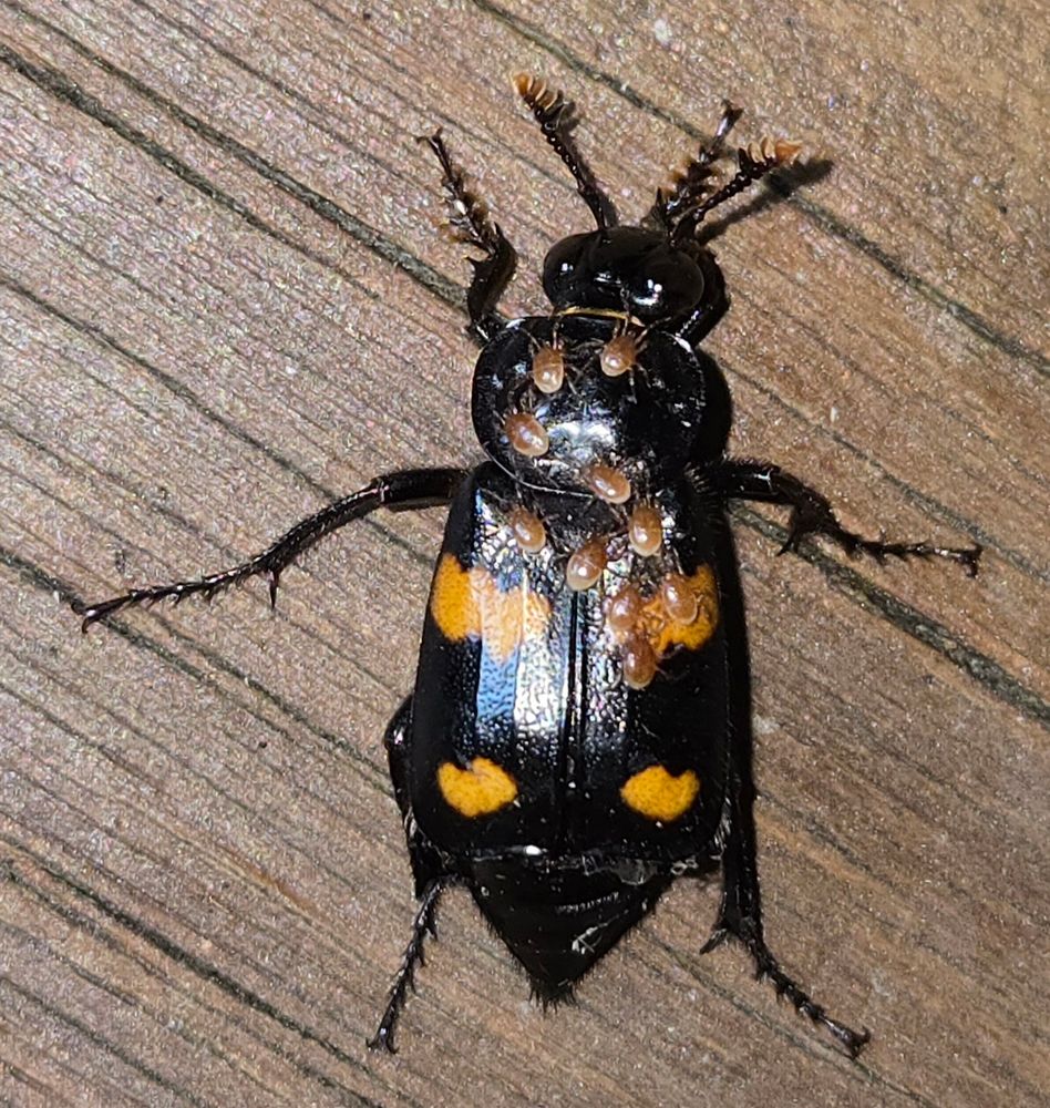 Roundneck Sexton Beetle with mite hitchhikers, probably Poecilochirus sp. The beetle is large and black with four orange spots on its elytra. The mites are each smaller than the beetle's eye, and are a warm brown with a lighter crescent at the back of their abdomens. There are ten of them on the beetle's thorax and abdomen. The beetle is on a wooden deck.