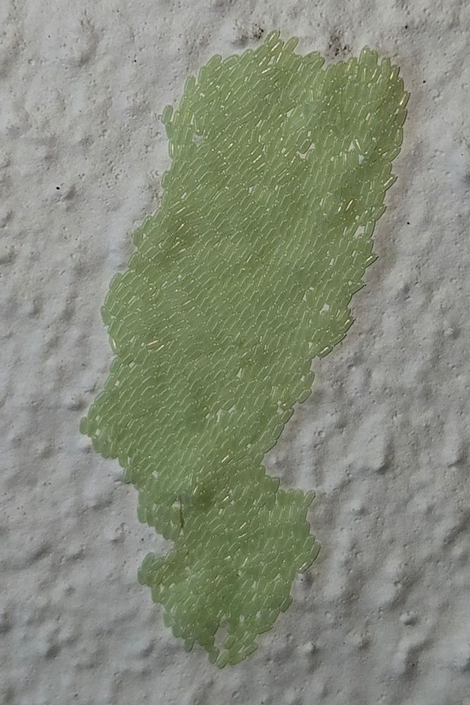 Hundreds of small, light green insect eggs on a white wall, clustered in an irregular mass. The eggs are about twice as long as they are wide.