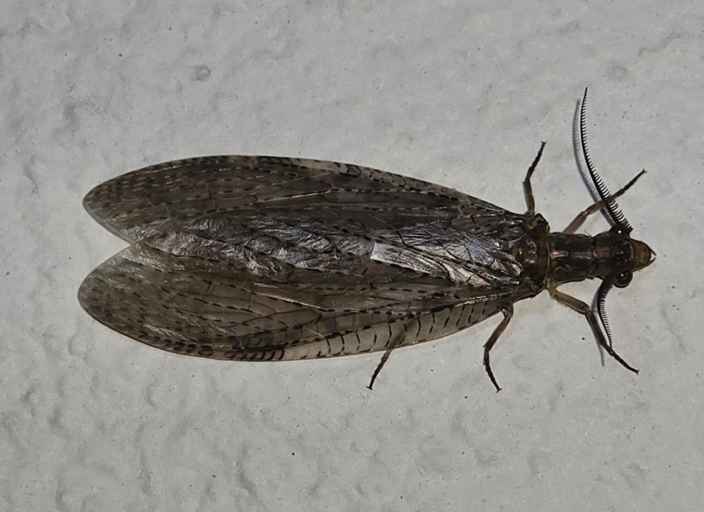 A Summwr Fishfly, Chauliodes pectinicornis, on a white wall, facing right. It's probably about 2.5 inches long, with huge oval wings that lie over its back. It has feathered antennae and eyes that stick out from its head. It's grey-brown and weakly patterned.