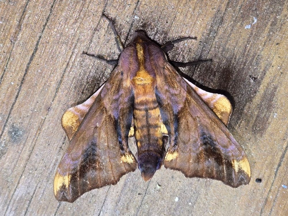 Small-eyed Sphinx Moth from above. An extremely fancy moth with angular wings. Base color of the forewings is a warm mid brown, with darker brown, gold, and purple patterning. The front edges of the hindwings project in front of the forewings, and they're pale pink, gold, and brown. The furry thorax is purple with a gold stripe down the middle.