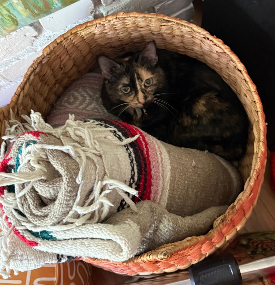 A beautiful 16 year old tortoise shell cat named Nica sits in a basket of soft things. She is looking up at the camera.
She is very cute!