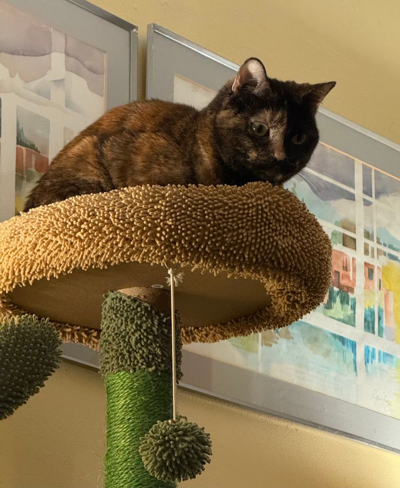 A tortoise shell cat named Layla appears to be deep in thought at the top of a green and brown cat tree.