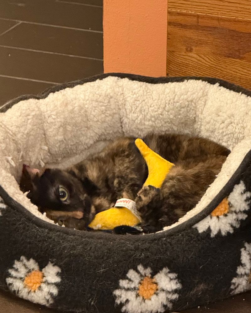 A tortoise shell cat with yellow and green eyes named Layla plays with her Banana phone toy in bed.