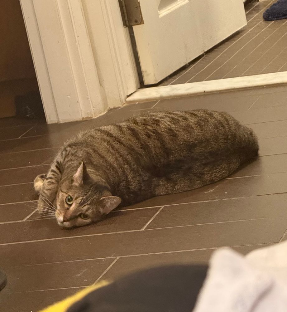 A grey and brown tabby cat with yellow and green eyes named Piglet lays on her side on a brown tile floor.