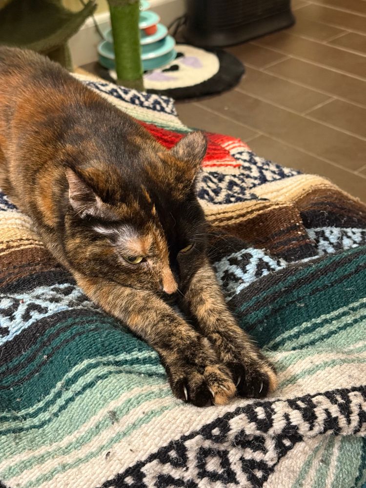 A cute tortoise shell cat with yellow and green eyes named Layla stretches out on a multicolored blanket.