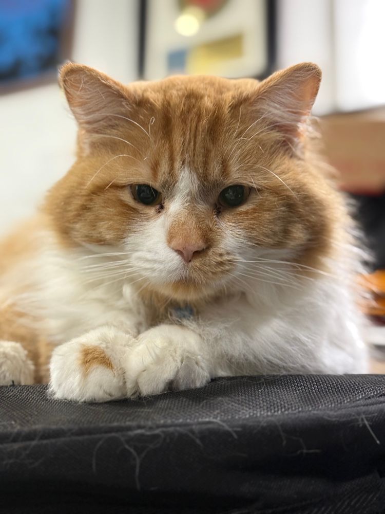 A fluffy orange and white cat perched casually  with a smile on his face 