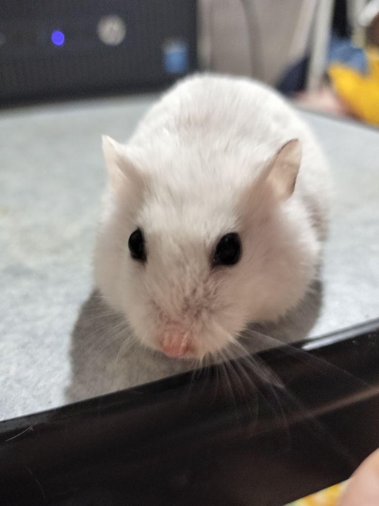 白いハムスター