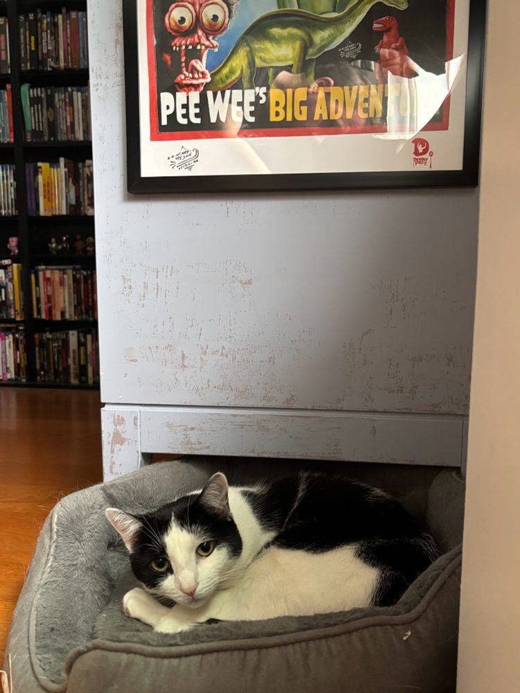 my cat cookie laying in her bed 