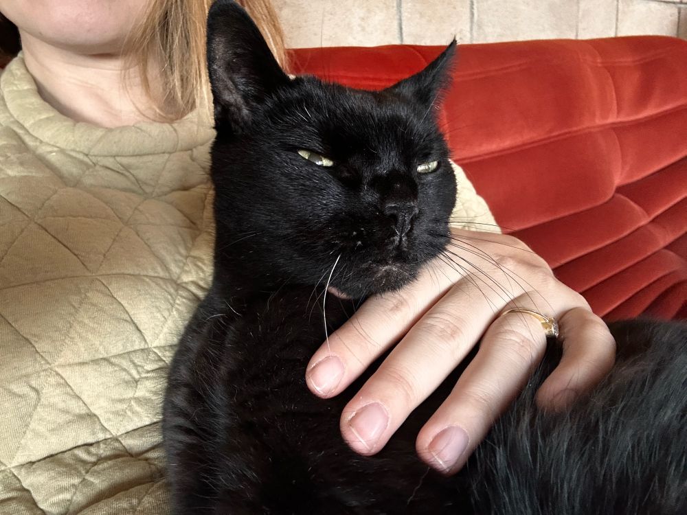 A cutie boops black cat who looks mad but is actually very happy