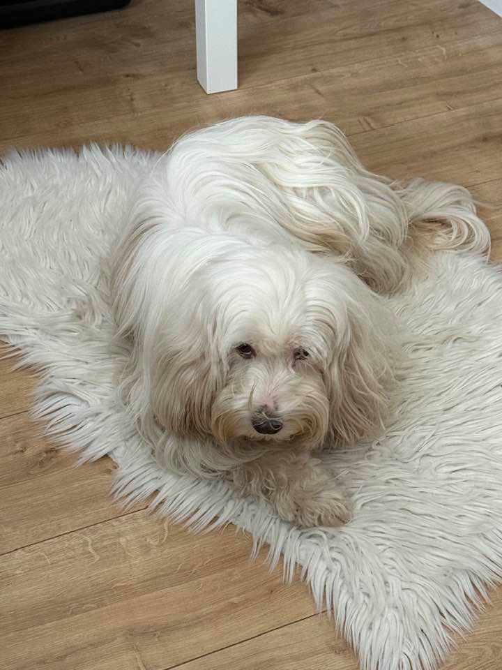 Weisser Hund (Tibet Terrier) namens Pepper liegt auf weissem Fell und schaut lustig.