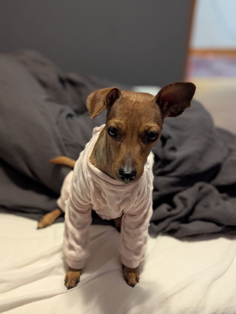 Chihuahua mix in a pink sweater