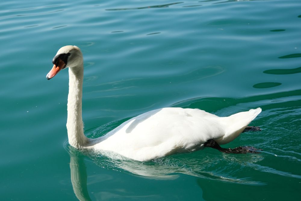 A white swan with a long neck and an orange beak with a black base, floating on calm turquoise water with gentle ripples. The water reflects shades of blue and green.