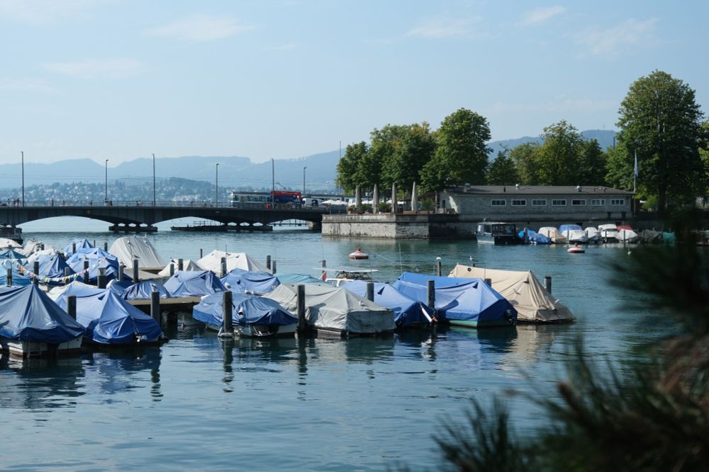 A peaceful marina with several boats covered in blue tarpaulins docked in calm water. In the background, there’s a bridge with cars, and beyond that, trees, buildings suggest, and clear skies.