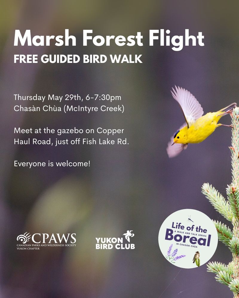 Wilson's warbler leaping off the top of a spruce tree with overlaid text:
"Marsh Forest Flight: Free Guided Bird Walk. Thursday May 29th, 6-7:30pm Meet at the gazebo on Copper Haul Road, just off Fish Lake Rd. Everyone is welcome! Full details at marshforestflight.eventbrite.com. Life of the Boreal, A Walk and Talk Series in Chasàn Chùa (McIntyre Creek)"
