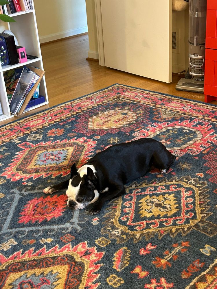 An old Boston terrier sleeping on a multi-colored rug