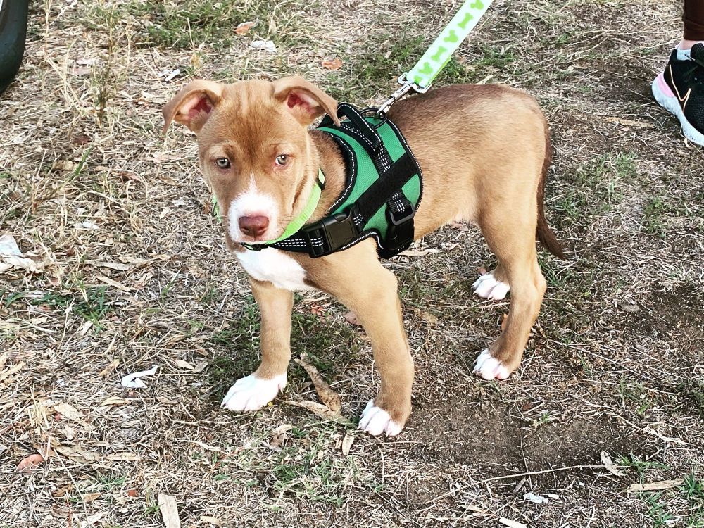 Brown and white puppy in a green harness