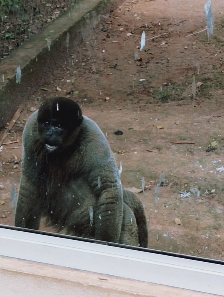Macaco com uma feição brava atrás de uma parede de vidro