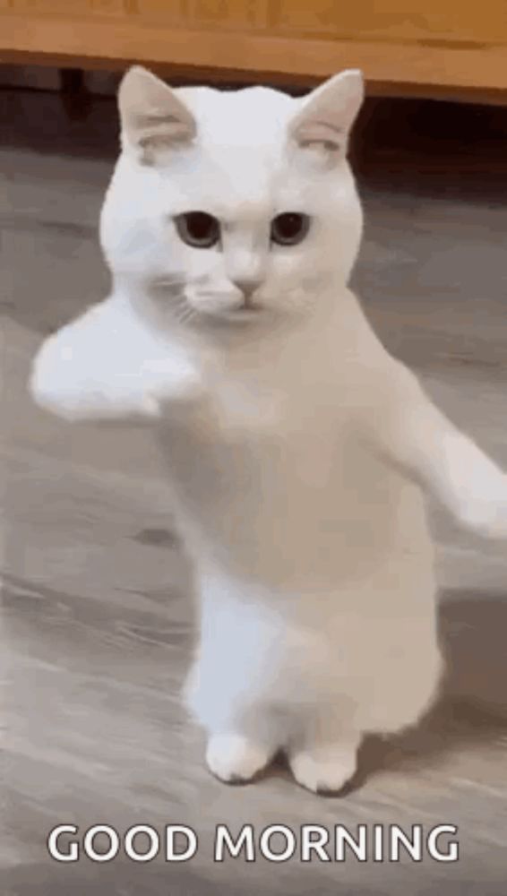 a white cat is standing on its hind legs .