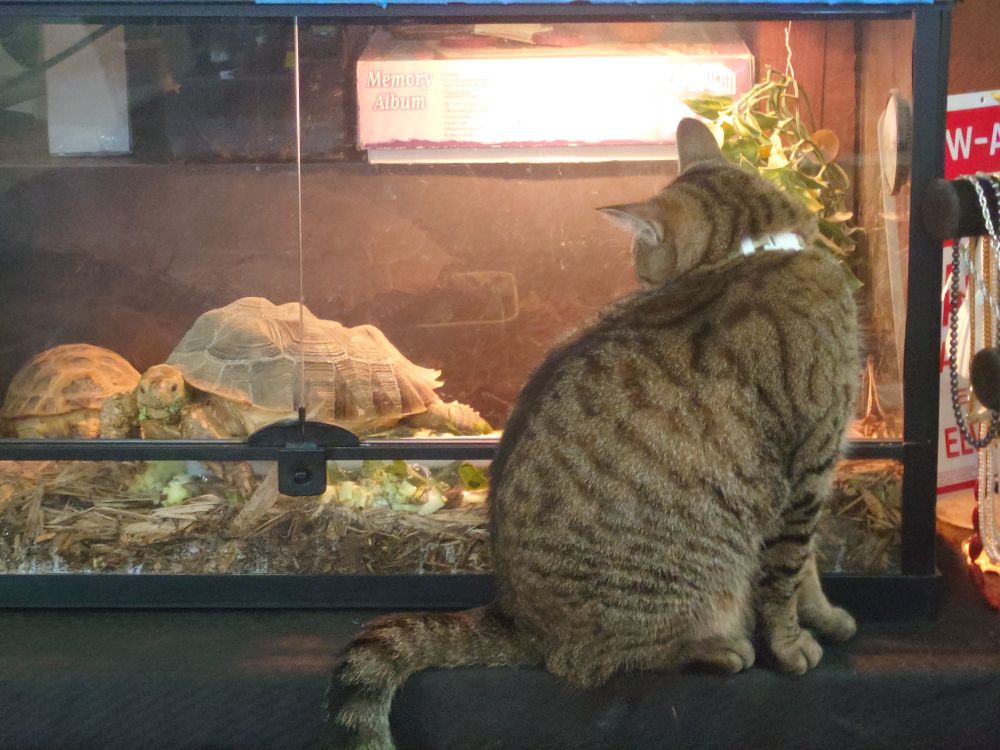 shop cat and turtle showdown