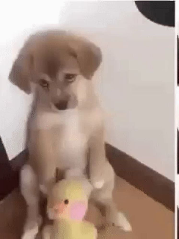 a puppy is sitting on a box with a stuffed duck .