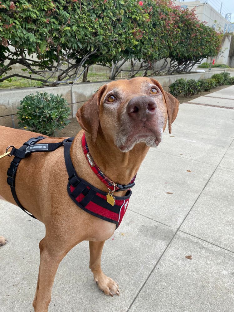 A brown Rhodesian ridgeback dog in a red harness stops to look at the camera during his walk.  He stands on the sidewalk with a small concrete wall and a row of green shrubs behind him.