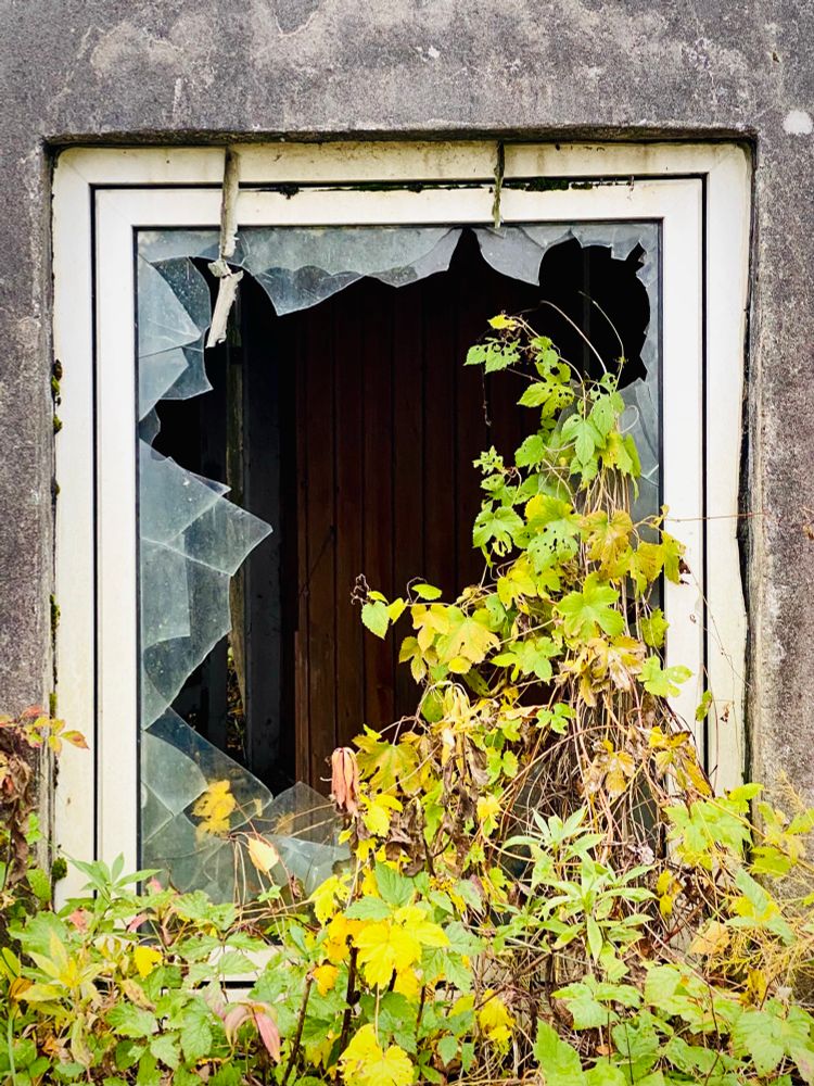 Ein Fenster mit zerbrochener Scheibe, von der nur noch am Rand einzelne Glasstücke zu sehen sind, mit einer rankenden Grünpflanze, die durch das Fenster ins Innere wuchert.