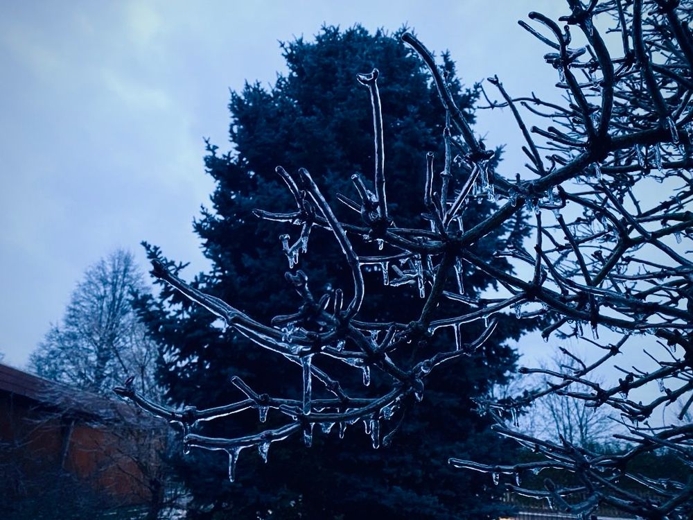 Ein kahler, verästelter Zweig, von Eis bedeckt, das teilweise kleine Eiszapfen bildet, vor einem großen Nadelbaum.