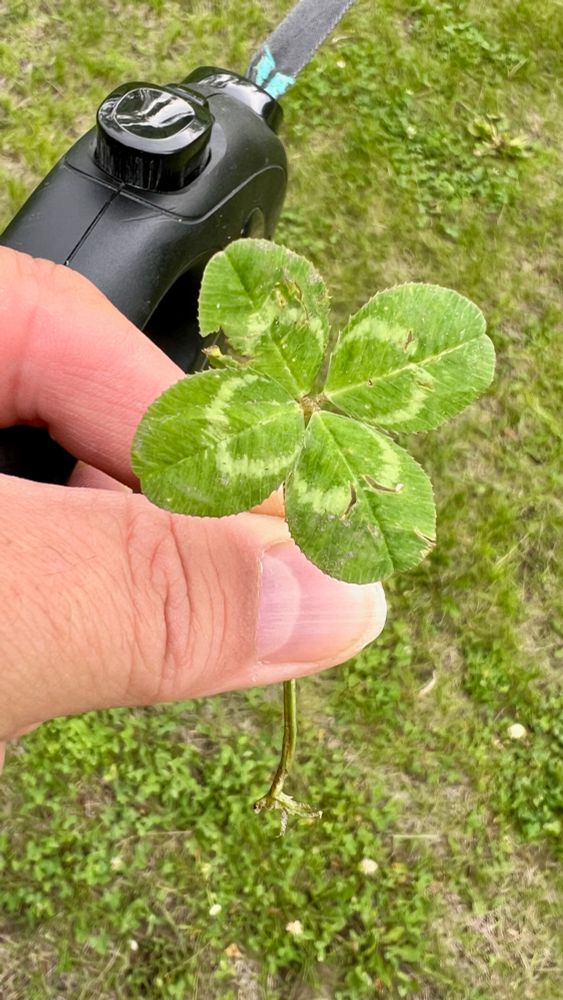 Photo of a four-leafed clover (probably white field clover).