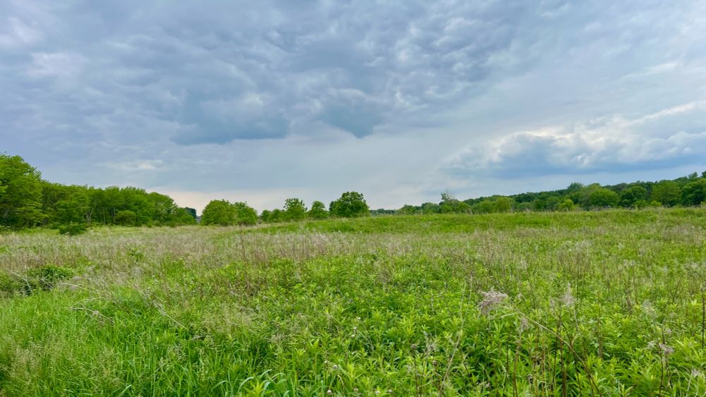 Photo of a prairie restoration project field, ringed by trees, under a stormy sky.
