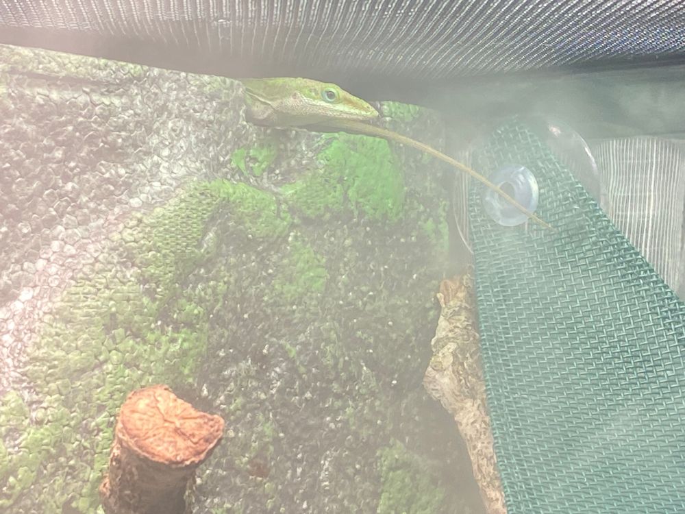 A green anole peeking their head from a protective nook in their terrarium. The terrarium is well humidified and misty.
