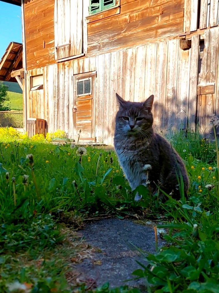 Grey cat sitting in front of a barn