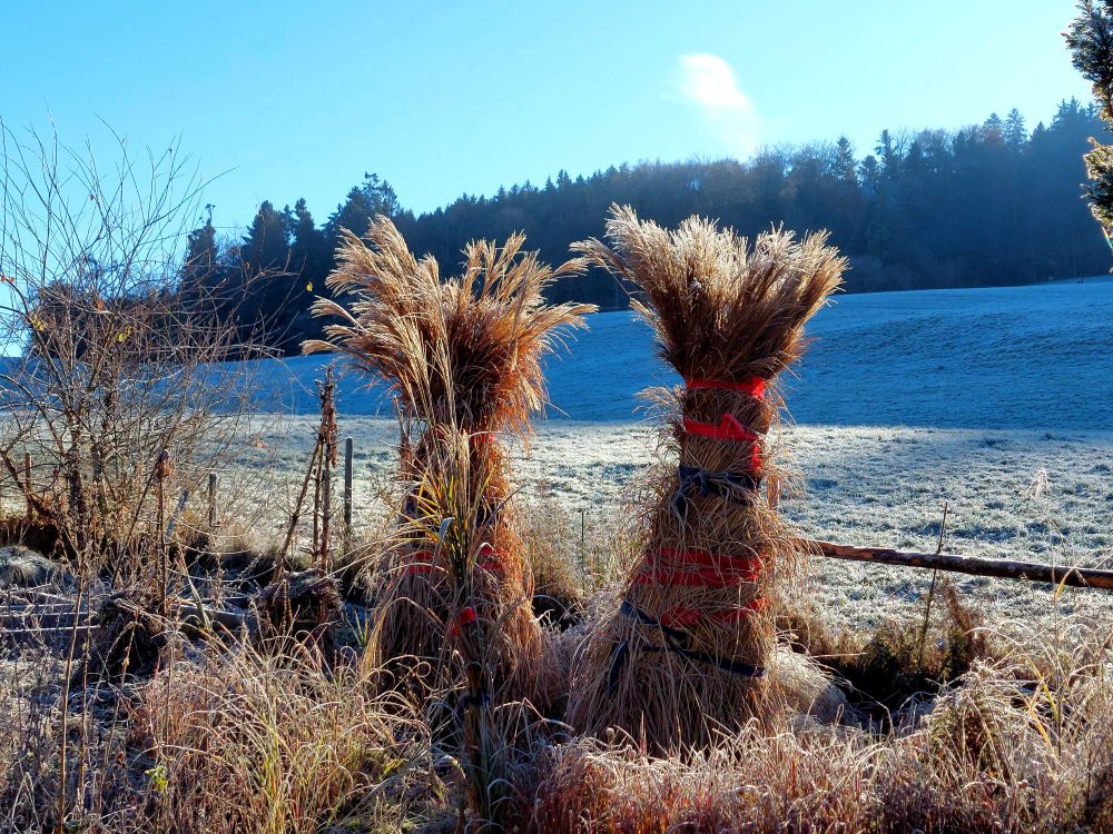 Tied reeds in crisp morning 