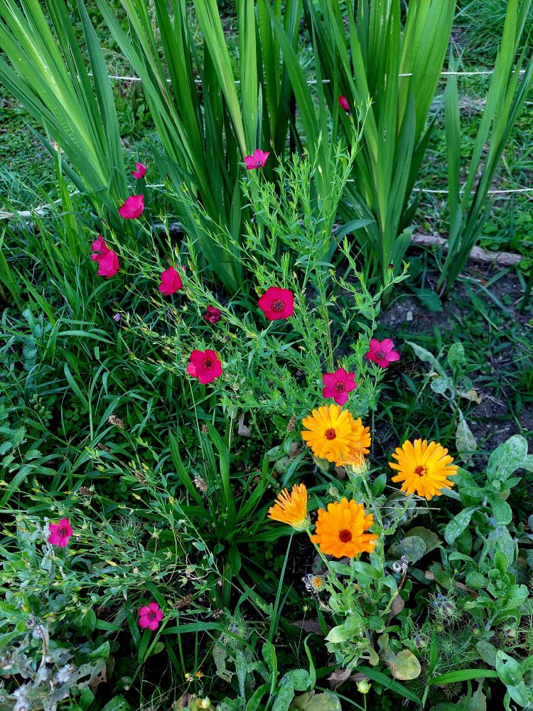 Red and orange flowers