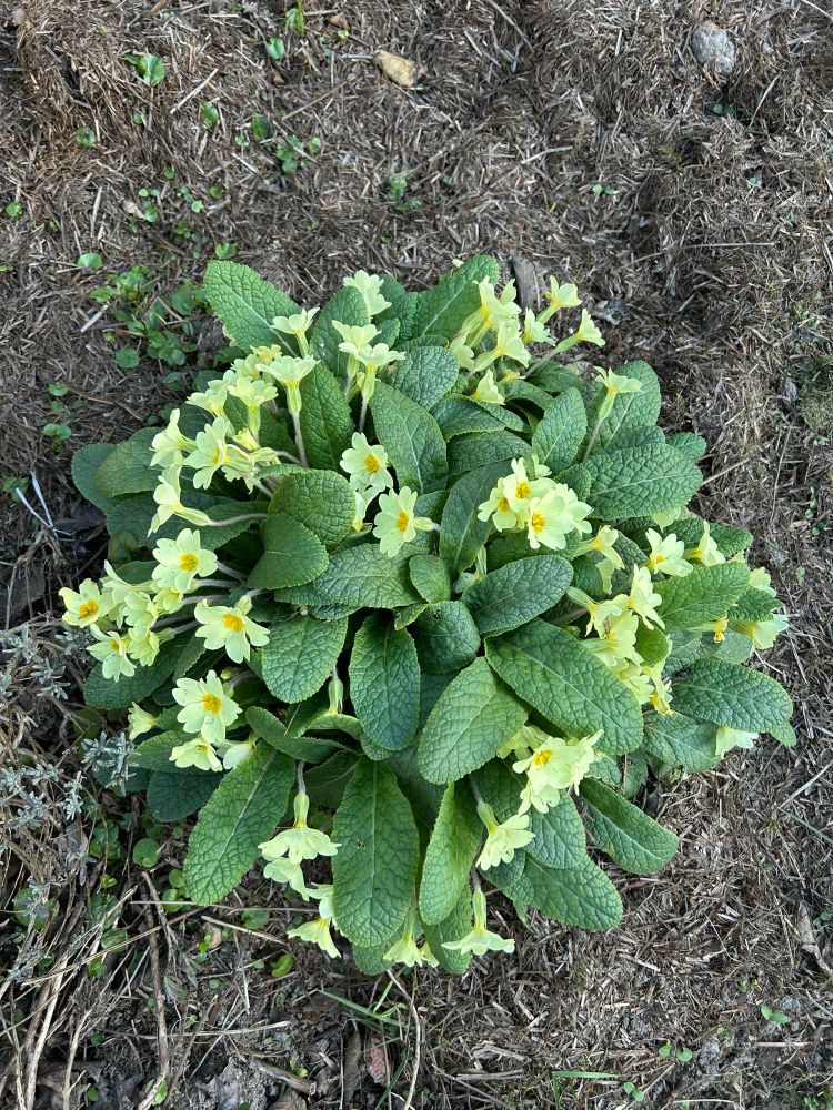 A primrose clump from above, with loads of yellow flowers