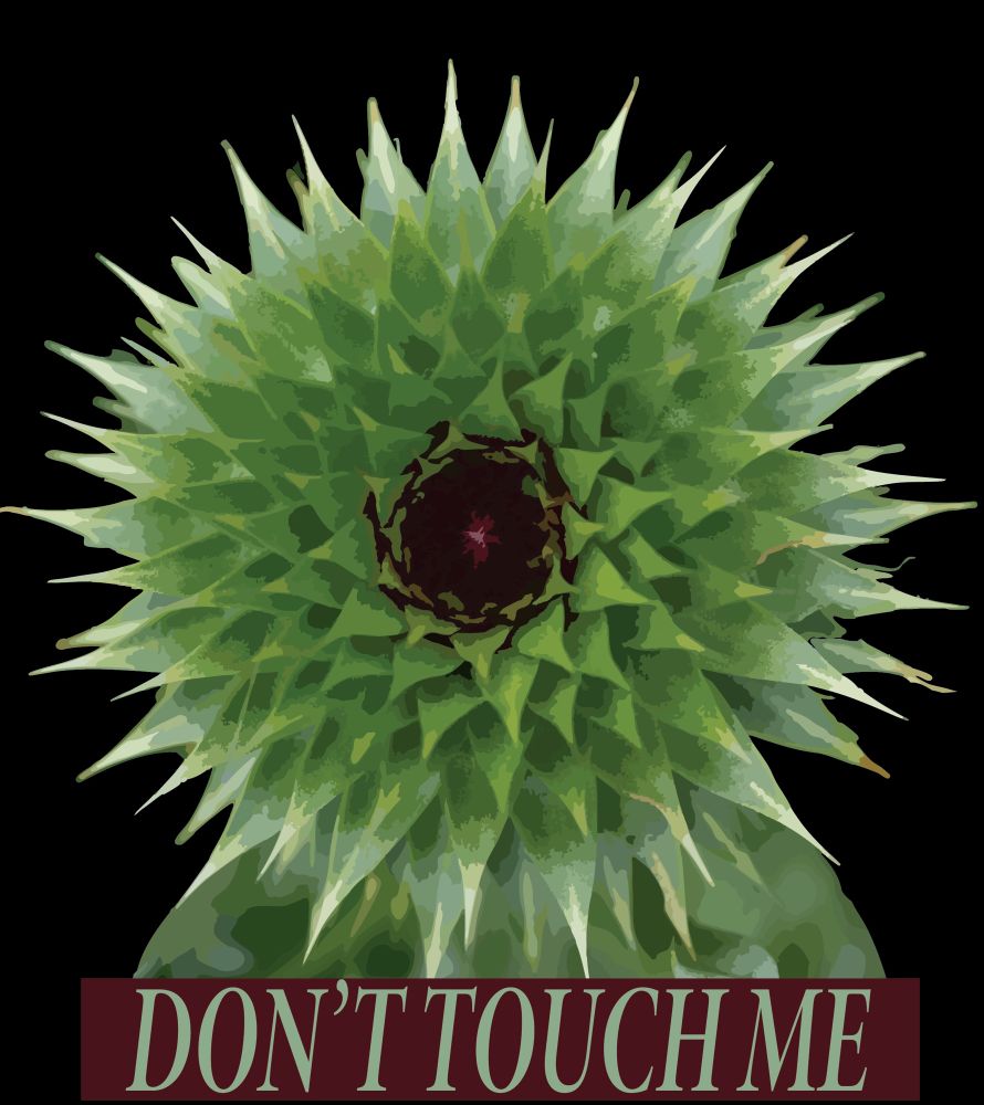 A vector image of a thistle flower with sharp spines in shades of green and a dark purple center