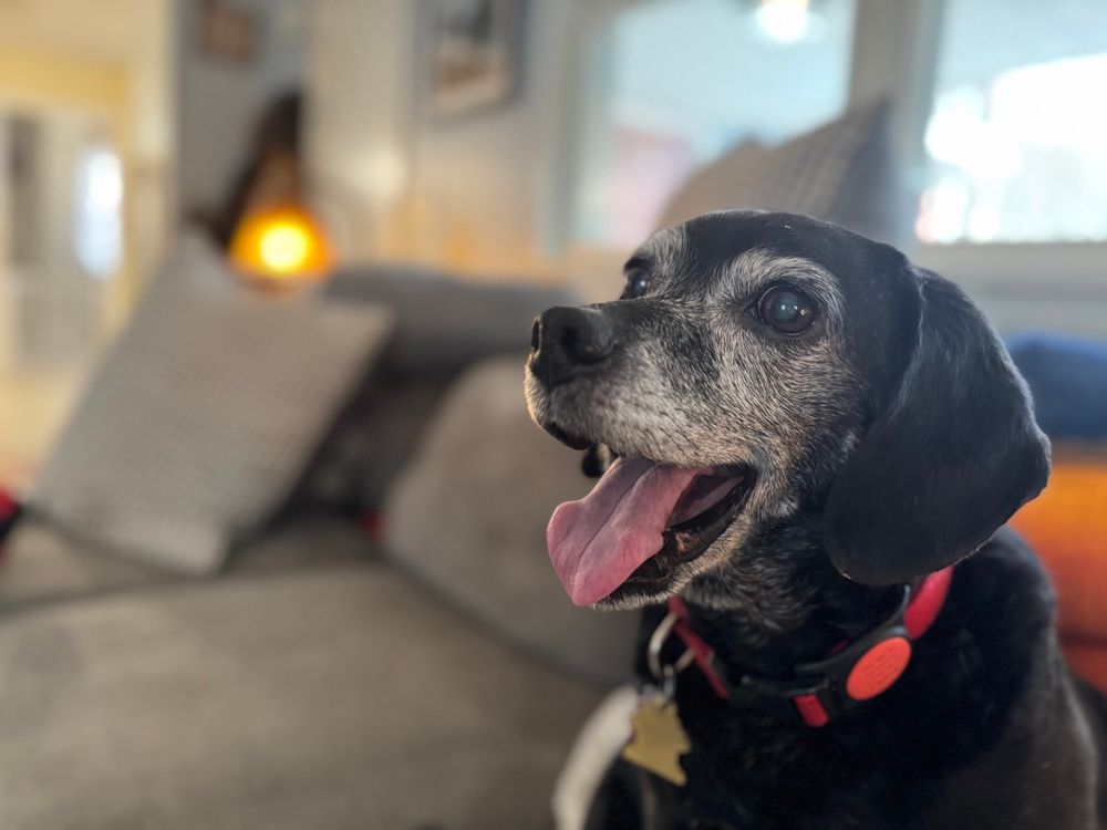 Photo of a gray-faced senior dog sitting on a couch. 