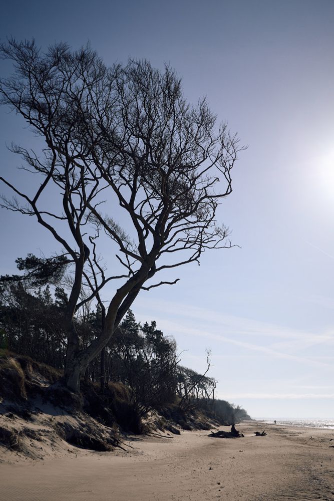 On the beach, imposing tree, facing the sun