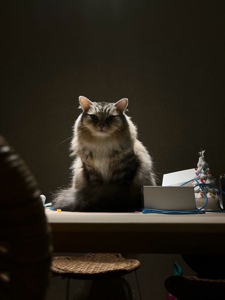 A dark photo of a very fluffy grey and white cat lit dramatically from above, making her look brooding